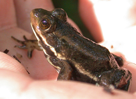 Carpenter Frog